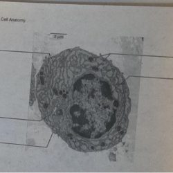 Lab exercise 4 cell anatomy answers