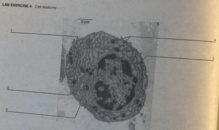 Lab exercise 4 cell anatomy answers