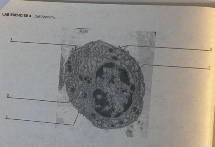 Lab exercise 4 cell anatomy answers