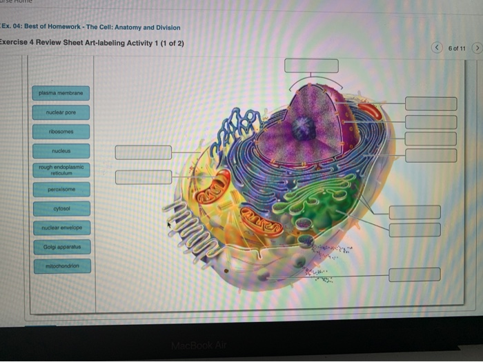 Lab exercise 4 cell anatomy answers