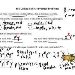 Genetics x linked genes answer sheet