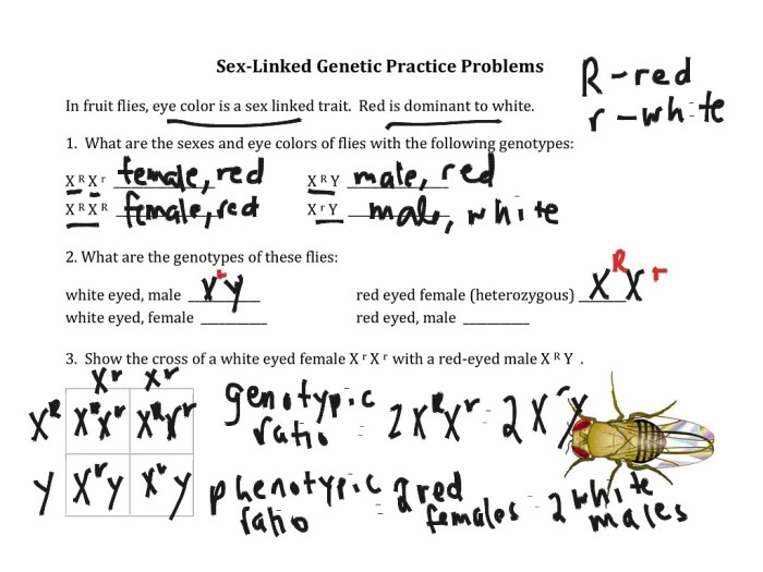 Genetics x linked genes answer sheet