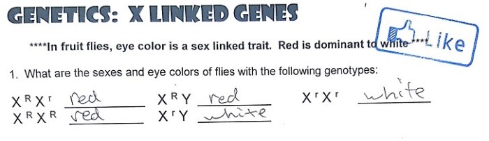 Genetics x linked genes answer sheet