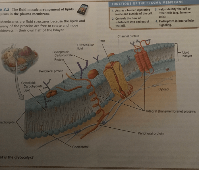 Lab exercise 4 cell anatomy answers