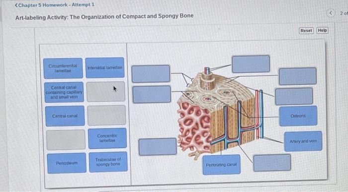 Microscopic examining osteon osteons