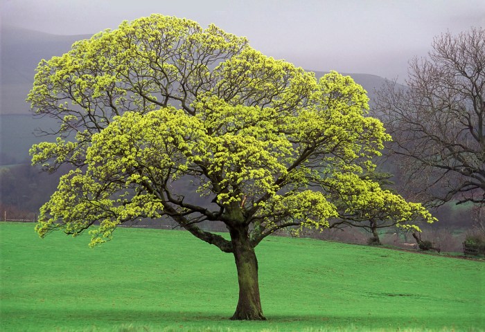 Underneath the spreading chestnut tree lyrics