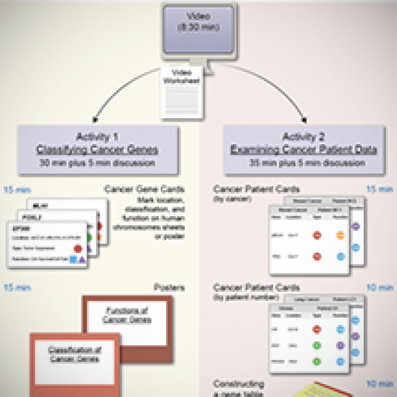 The eukaryotic cell cycle and cancer biointeractive answers