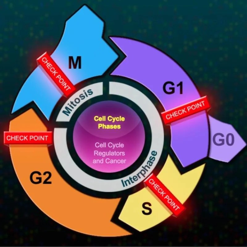 The eukaryotic cell cycle and cancer biointeractive answers