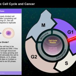 The eukaryotic cell cycle and cancer biointeractive answers