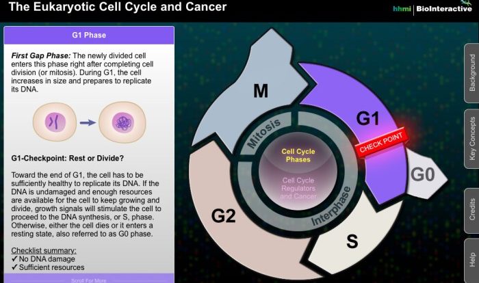 The eukaryotic cell cycle and cancer biointeractive answers