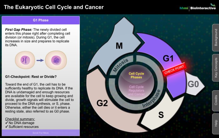 The eukaryotic cell cycle and cancer biointeractive answers