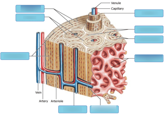 Art-labeling activity structure of compact bone